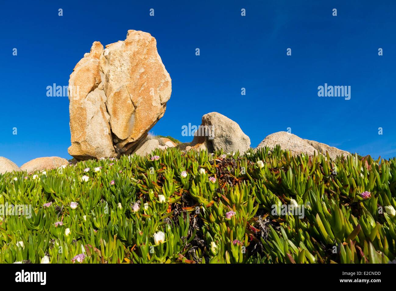 France Var Saint Tropez peninsula Cap Taillat Highway ice plant (Carpobrotus edulis) at the foot of rocks of pink granite of Stock Photo