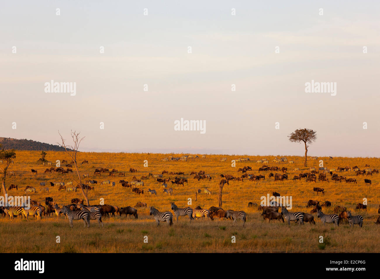 Kenya Masai Mara national reserve zebra and wildebeest herd at sunrise ...