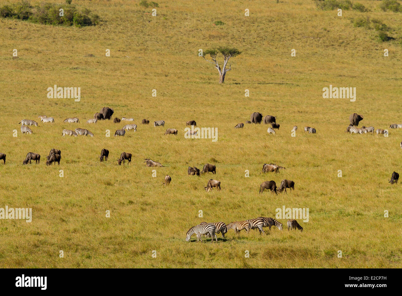 Kenya Masai Mara national reserve zebra and wildebeest herd Stock Photo ...