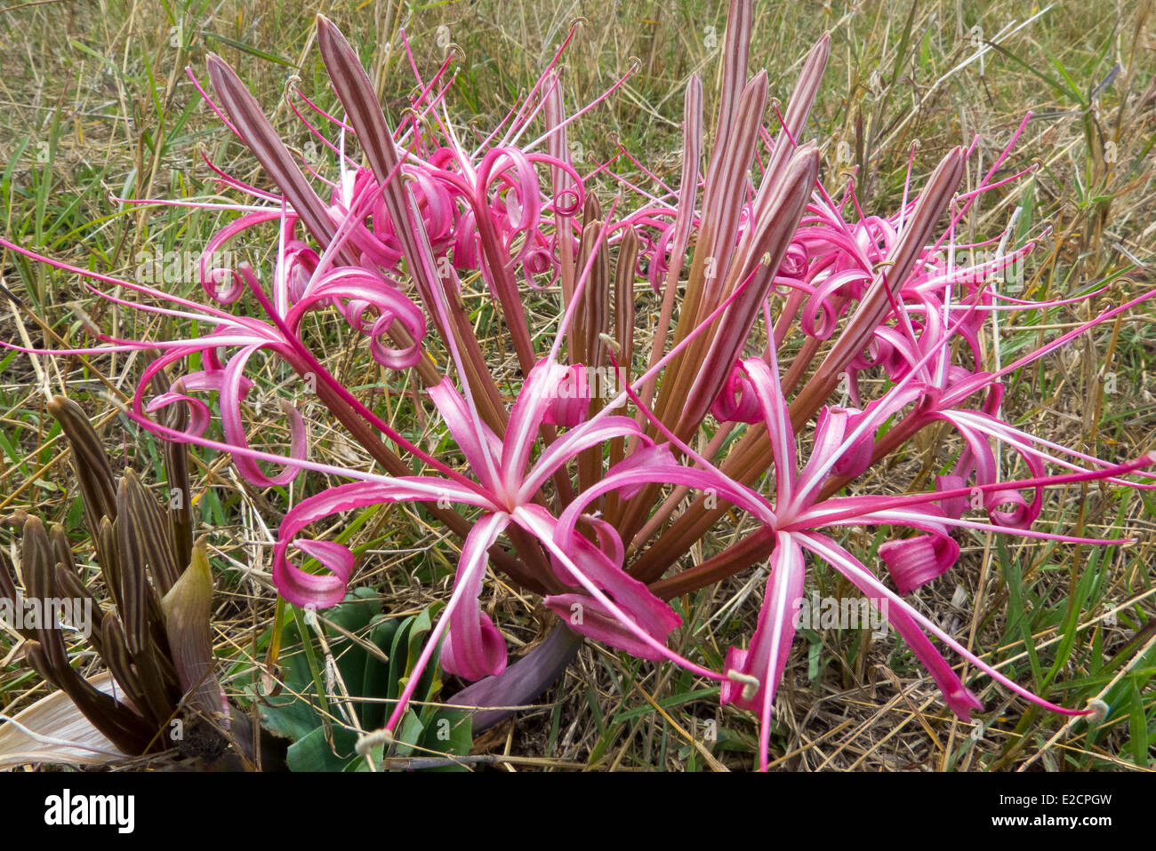 Kenya Masai Mara national reserve flower Amnocharis tinneana Stock