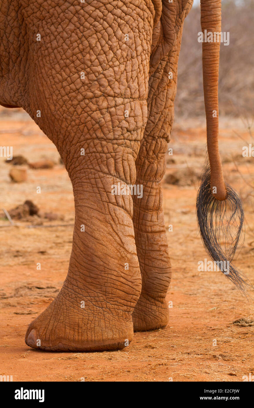Kenya Tsavo East National Park Elephant (Loxodonta africana) male Stock Photo
