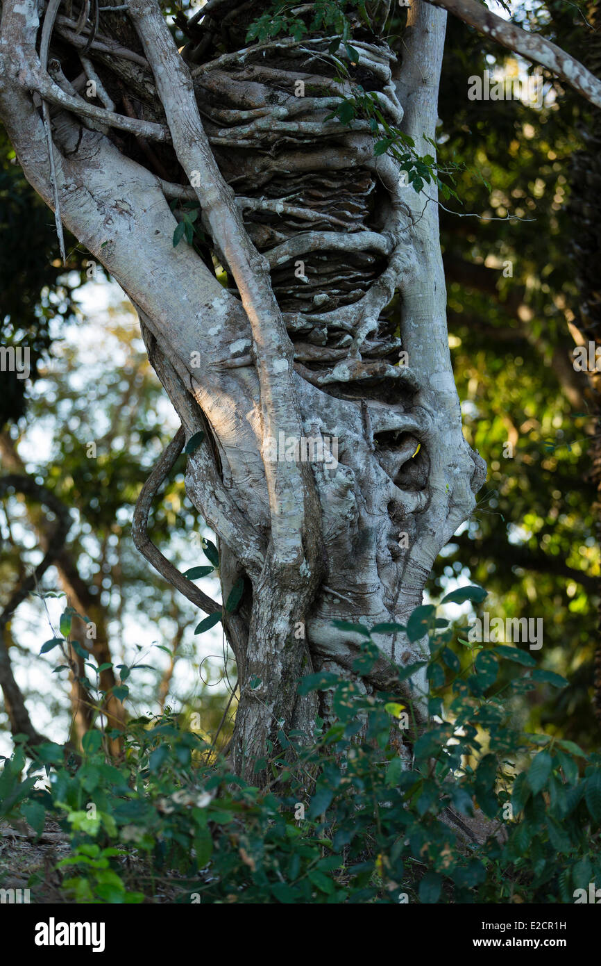 Brazil Mato Grosso Pantanal area listed as World Heritage by UNESCO strangler fig (clusia sp) Stock Photo