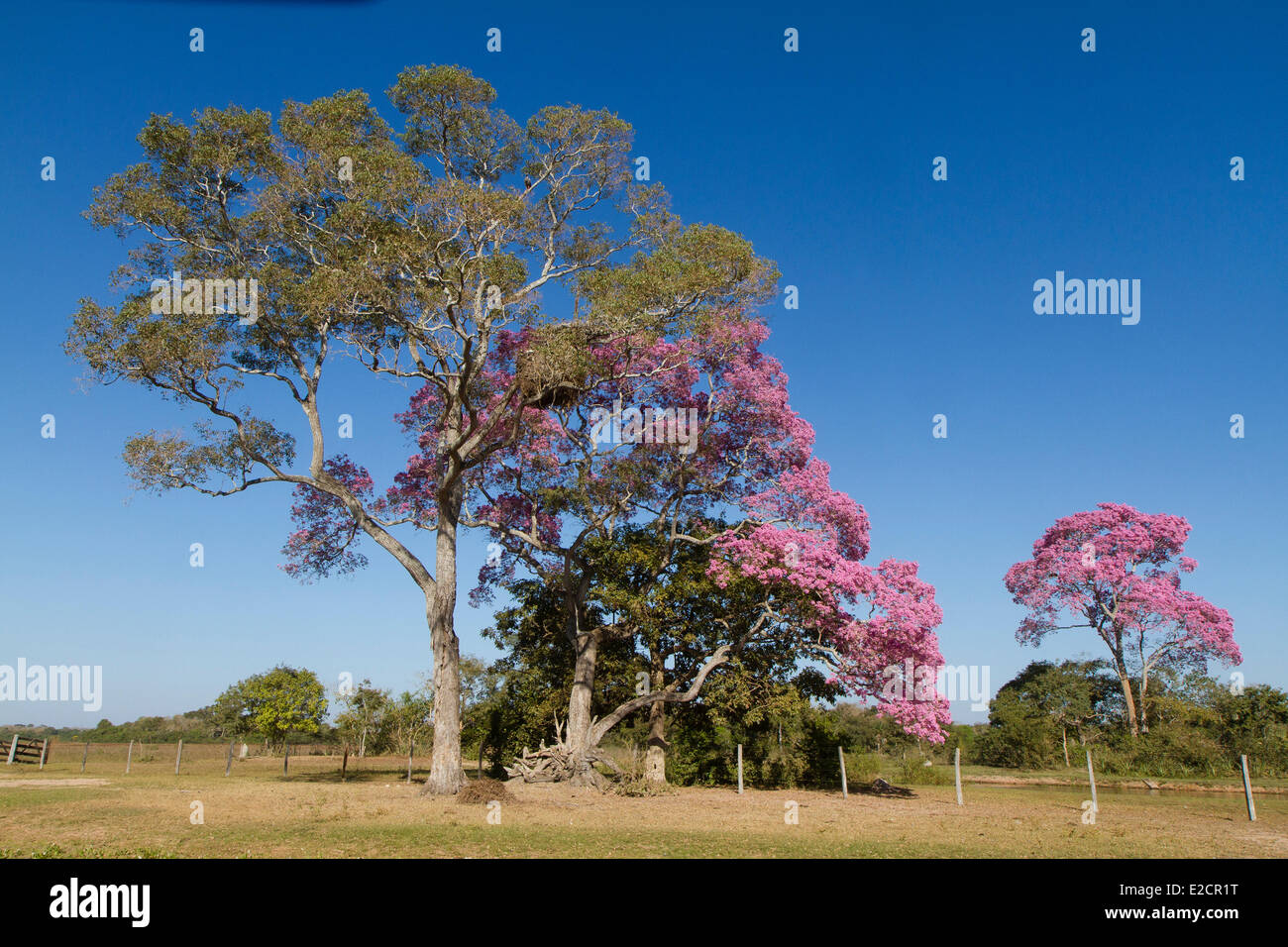 Brazil Mato Grosso Pantanal area listed as World Heritage by UNESCO pink trumpet tree (Tabebuia impetiginosa) Stock Photo