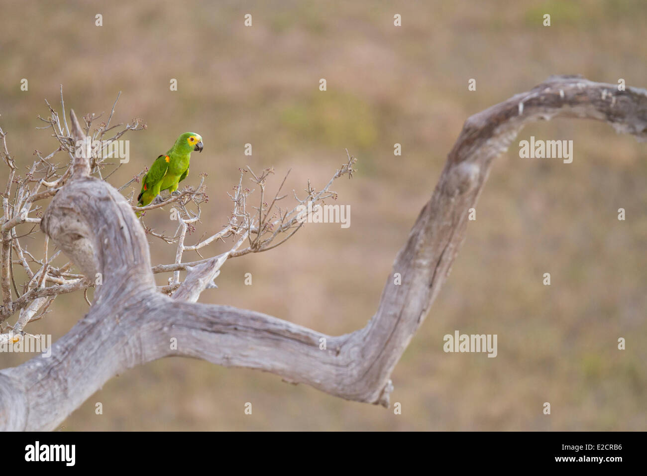 Brazil Mato Grosso Pantanal area listed as World Heritage by UNESCO Blue-fronted Parrot (Amazona aestiva) Stock Photo