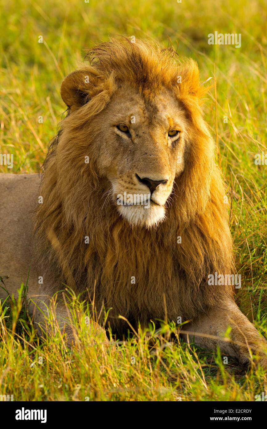 Kenya Masai Mara national reserve lion (Panthera leo) male Stock Photo ...