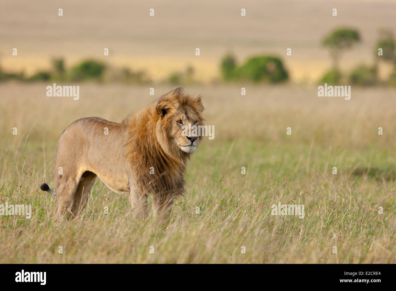 Kenya Masai Mara national reserve lion (Panthera leo) male Stock Photo ...