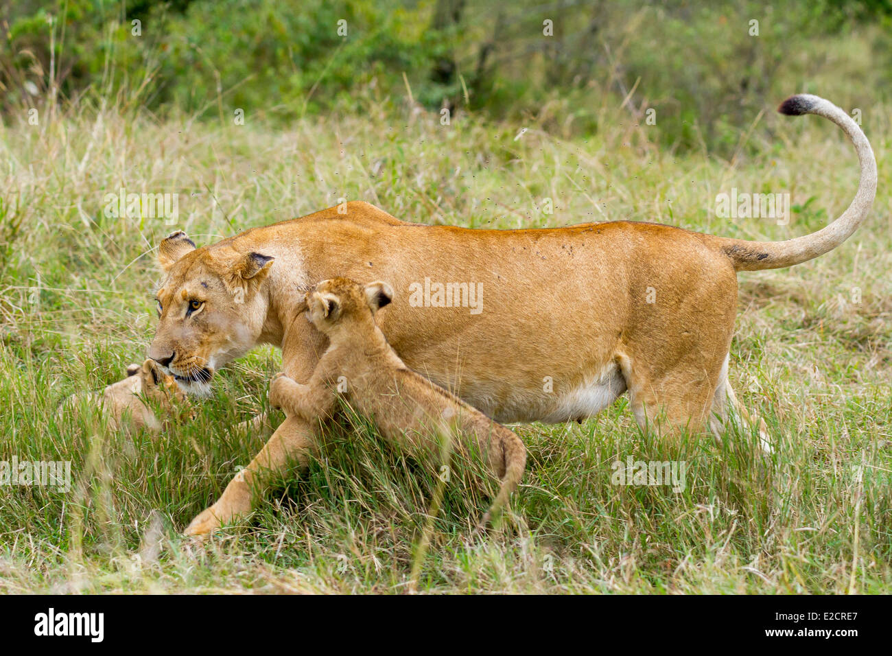 Kenya Masai Mara national reserve lion (Panthera leo) female and cub ...