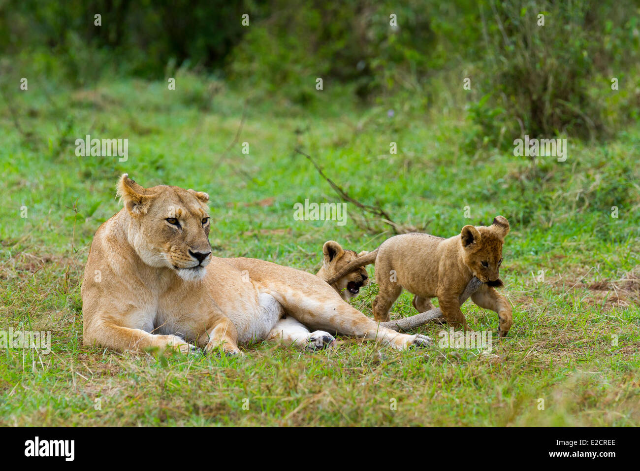 Kenya Masai Mara national reserve lion (Panthera leo) cubs playing ...