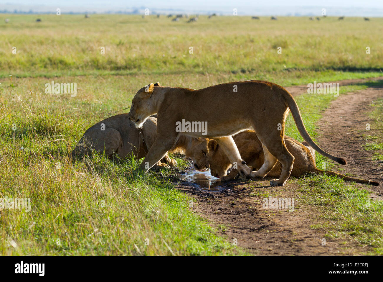 Kenya Masai Mara national reserve lion (Panthera leo) drinking Stock ...