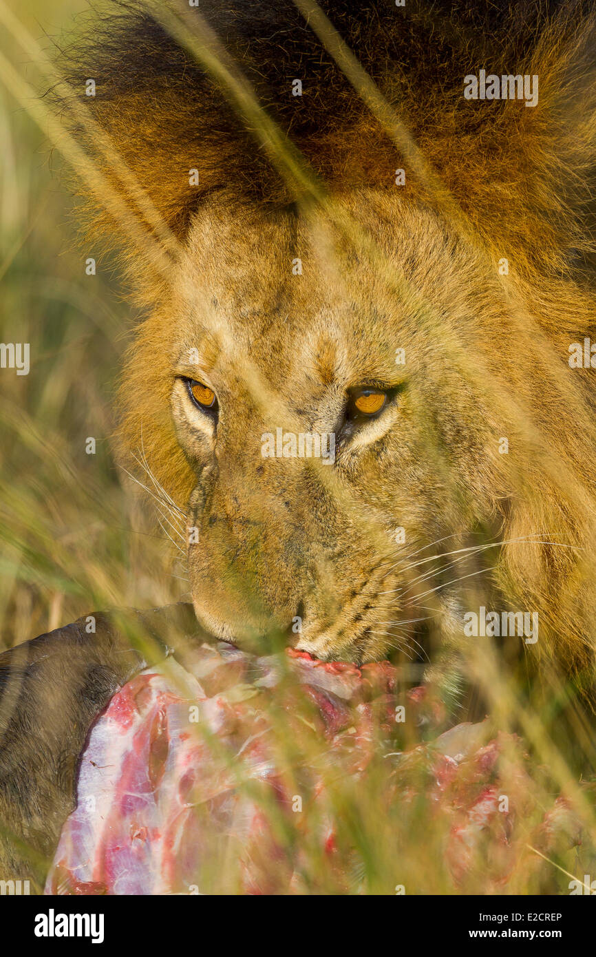 Kenya Masai Mara national reserve lion (Panthera leo) male Stock Photo ...