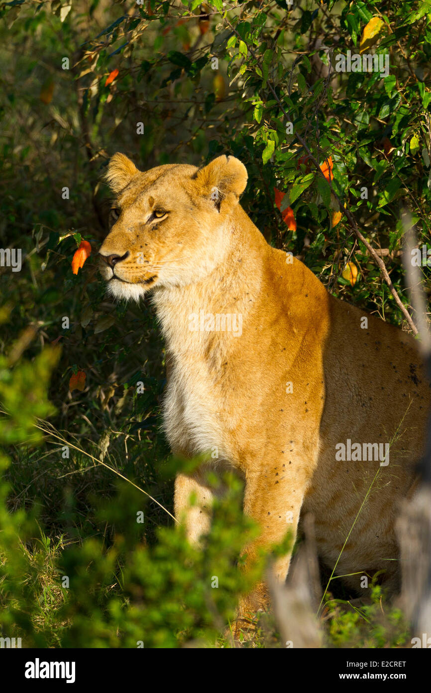 Kenya Masai Mara national reserve lion (Panthera leo) female Stock ...