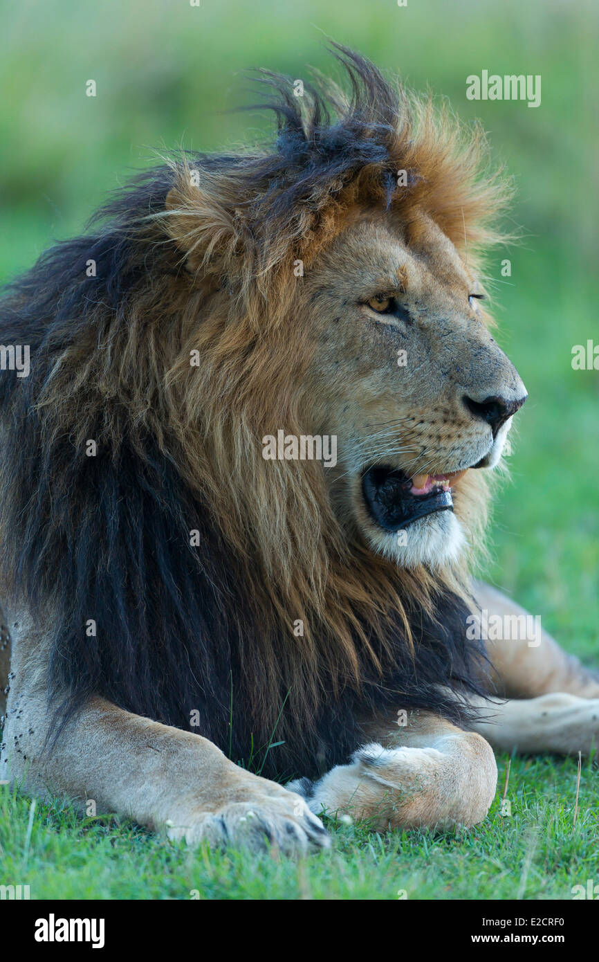 Kenya Masai Mara national reserve lion (Panthera leo) male Stock Photo ...