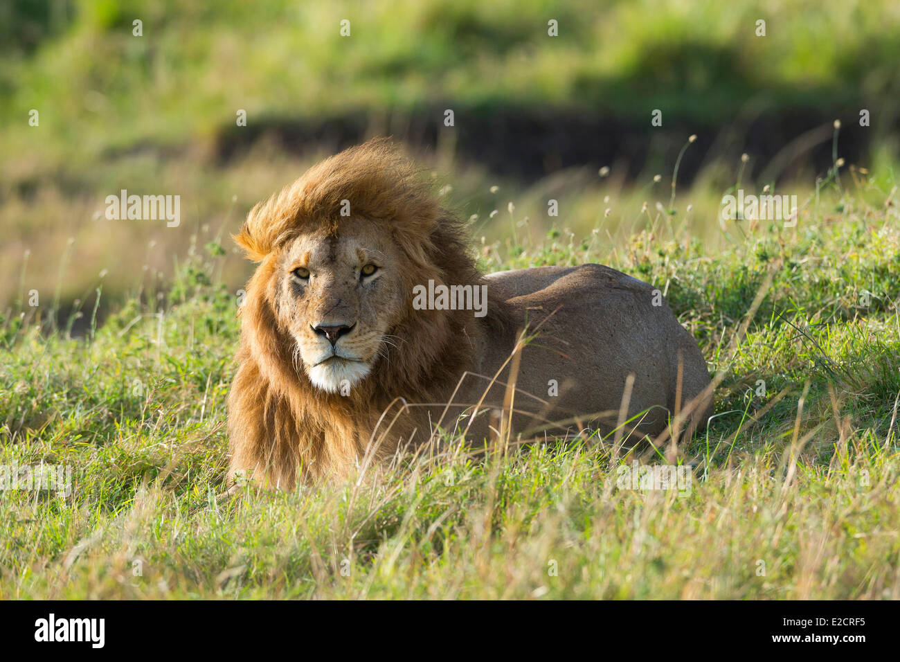 Kenya Masai Mara national reserve lion (Panthera leo) male Stock Photo ...