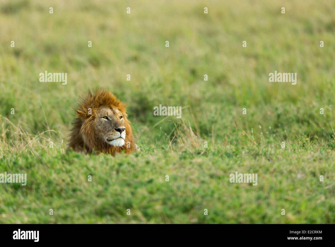 Kenya Masai Mara national reserve lion (Panthera leo) male Stock Photo ...