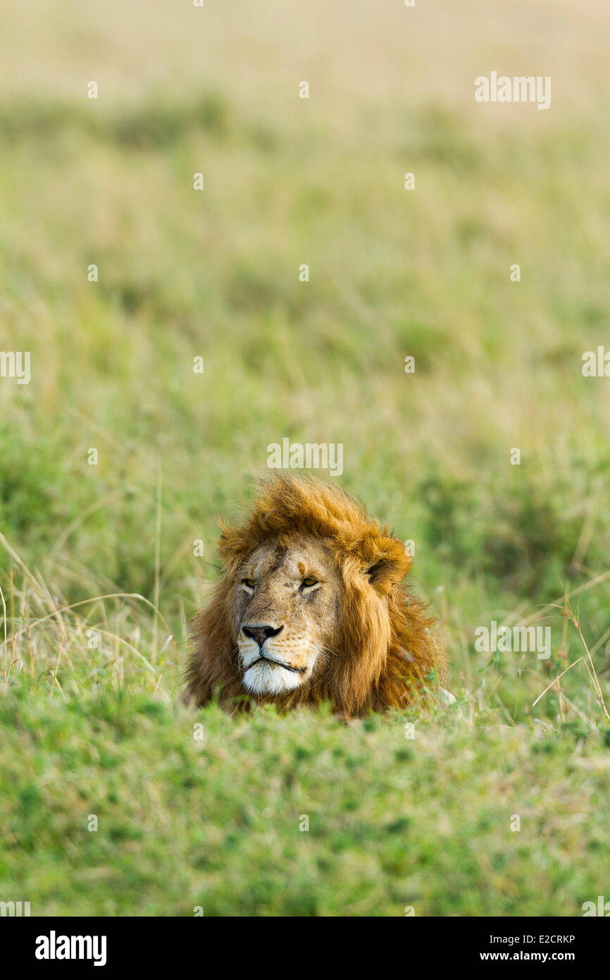 Kenya Masai Mara national reserve lion (Panthera leo) male Stock Photo ...