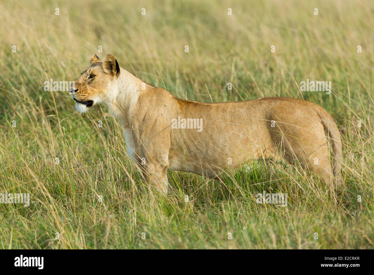 Kenya Masai Mara national reserve lion (Panthera leo) female Stock ...