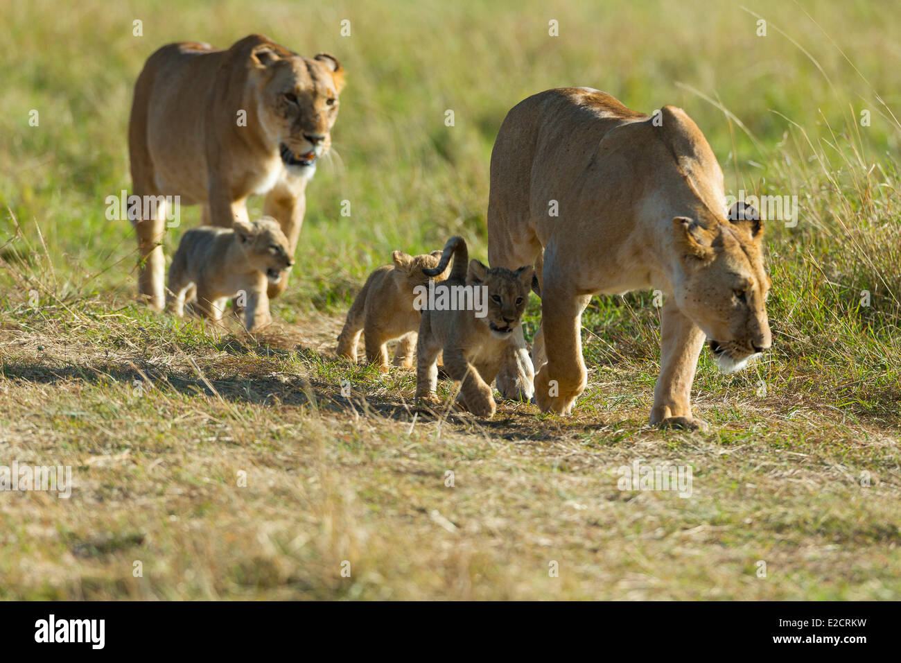 Kenya Masai Mara national reserve lion (Panthera leo) females and cubs ...