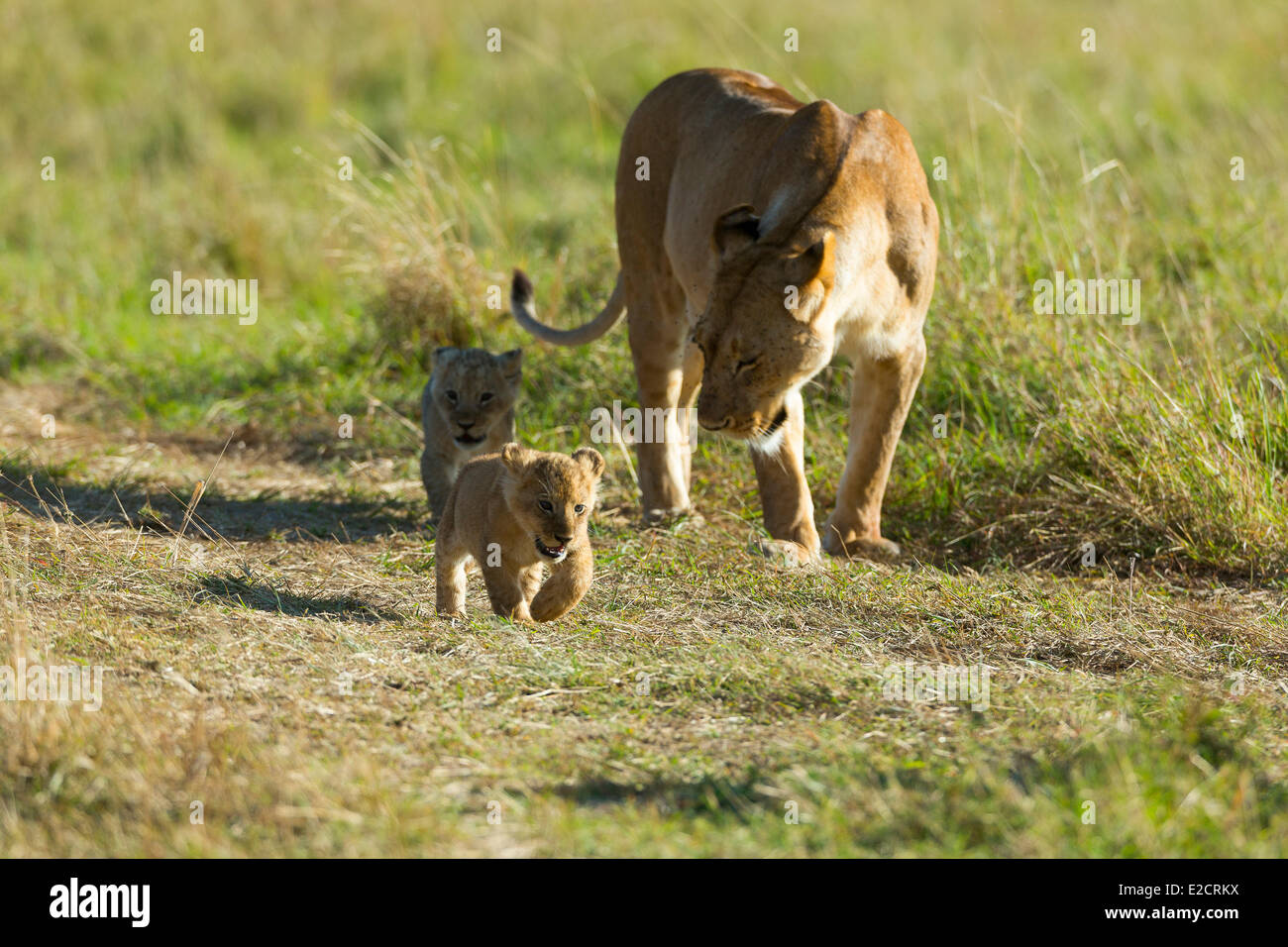 Kenya Masai Mara national reserve lion (Panthera leo) female and cub ...
