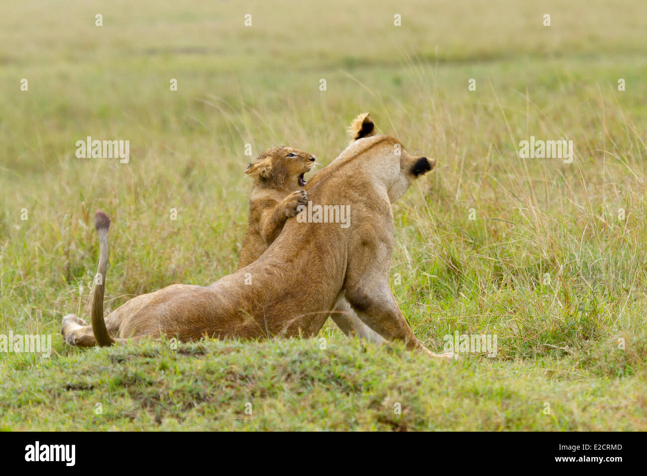 Kenya Masai Mara national reserve lion (Panthera leo) female and cub ...