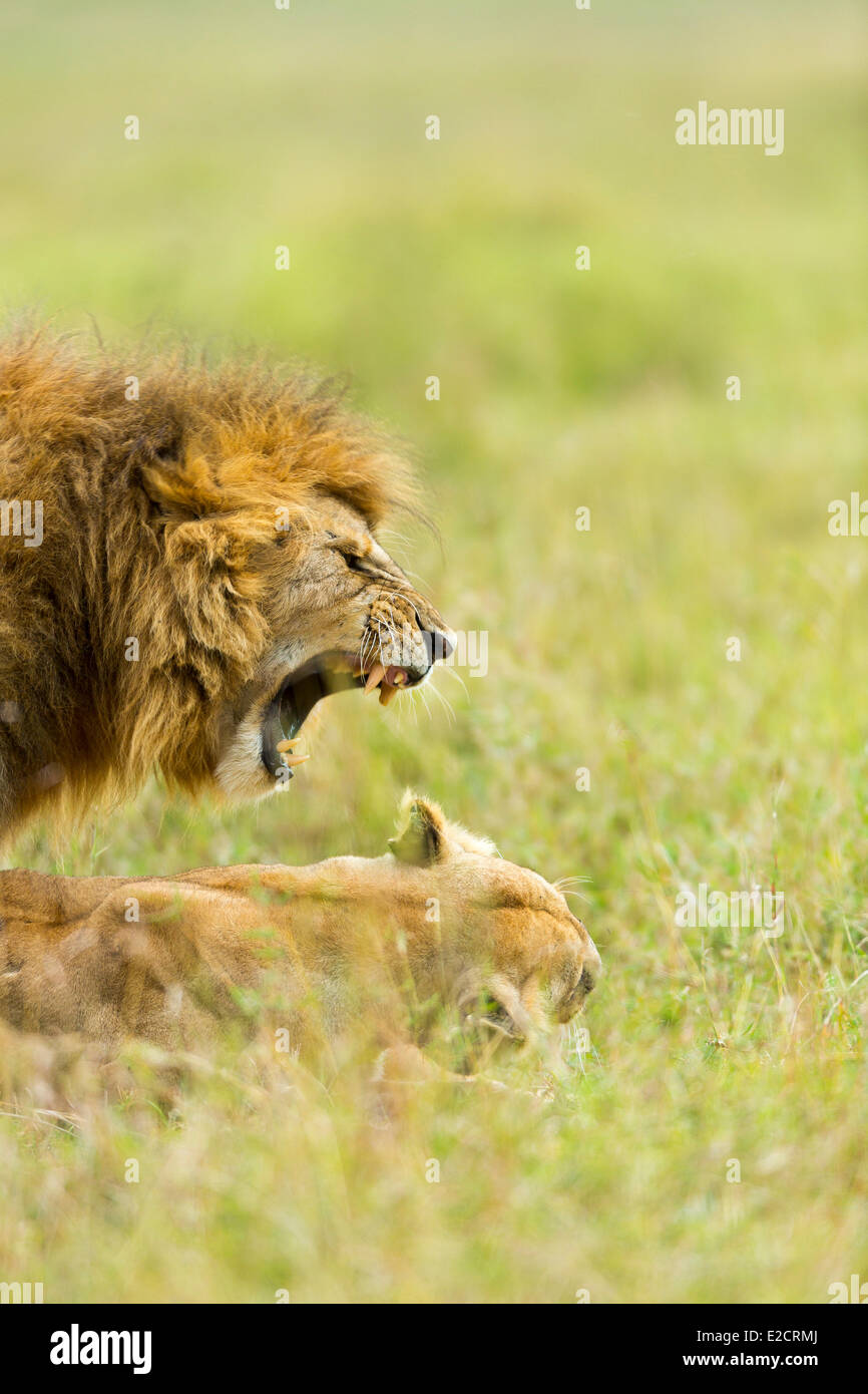 Kenya Masai Mara national reserve lion (Panthera leo) mating Stock ...