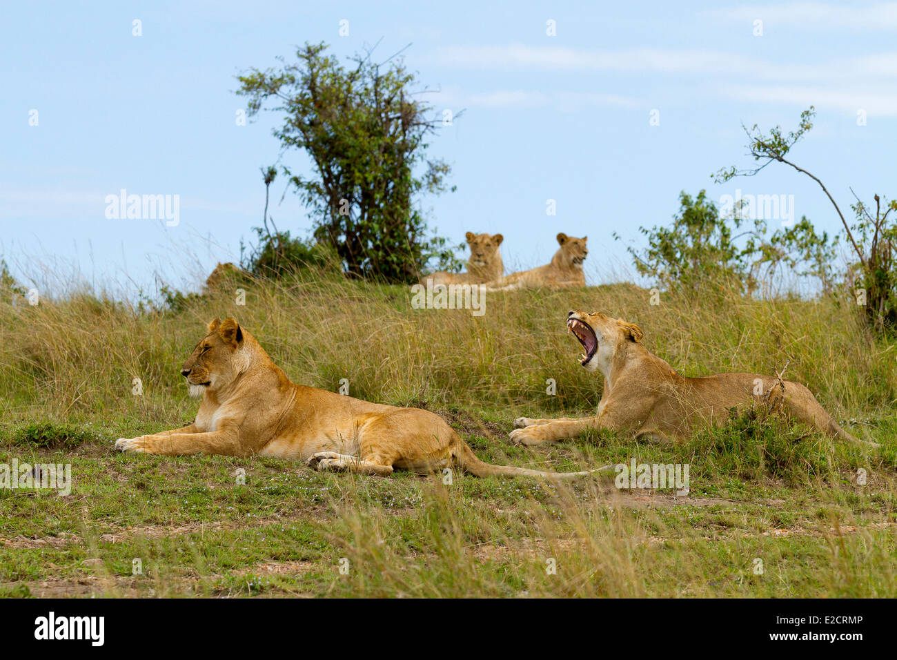 Kenya Masai Mara national reserve lion (Panthera leo) group Stock Photo ...