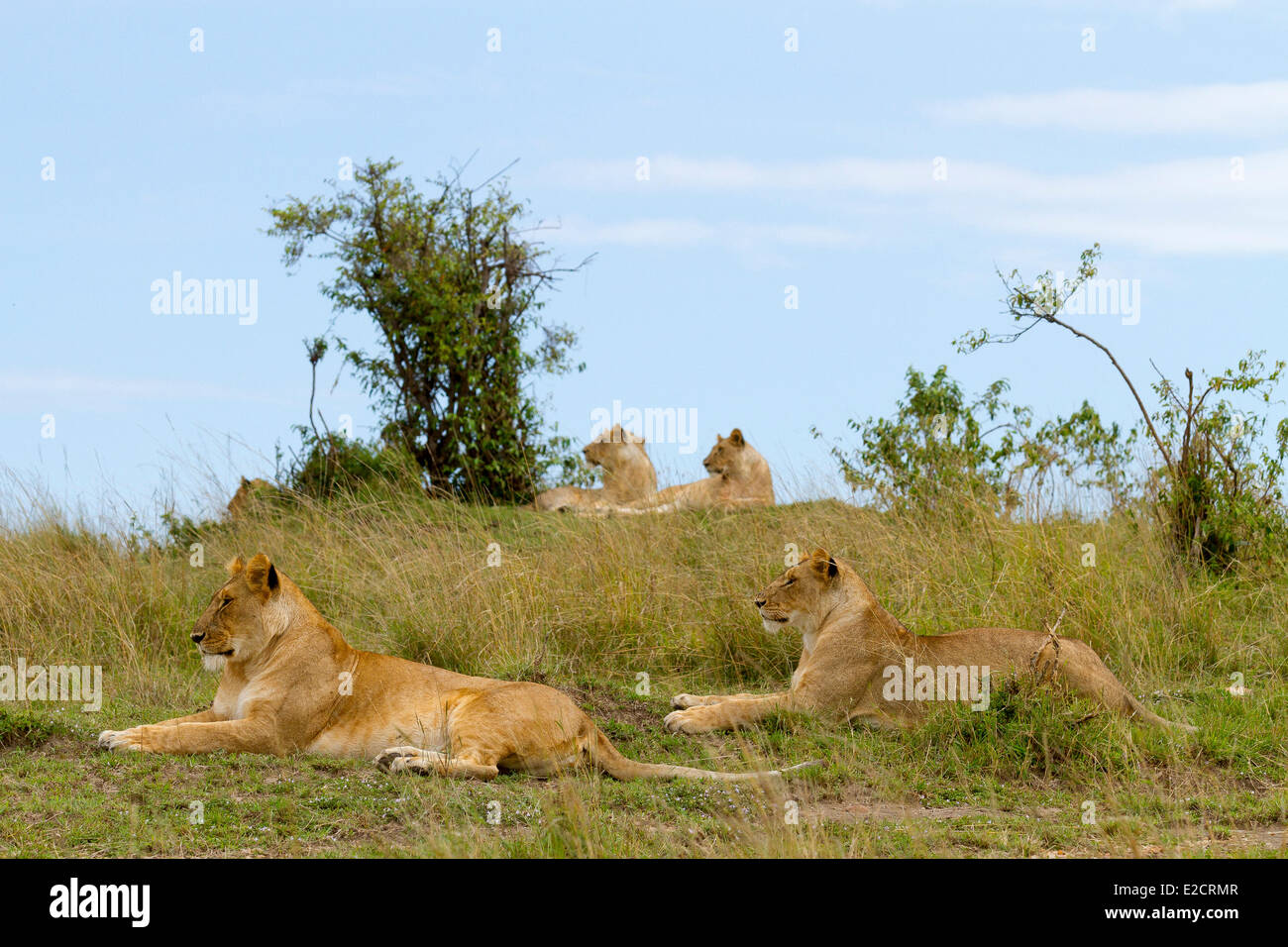 Kenya Masai Mara national reserve lion (Panthera leo) group Stock Photo ...