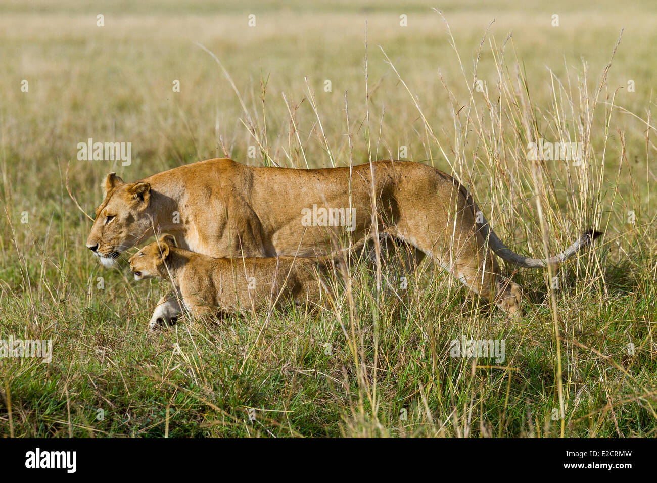 Kenya Masai Mara national reserve lion (Panthera leo) female and cub ...