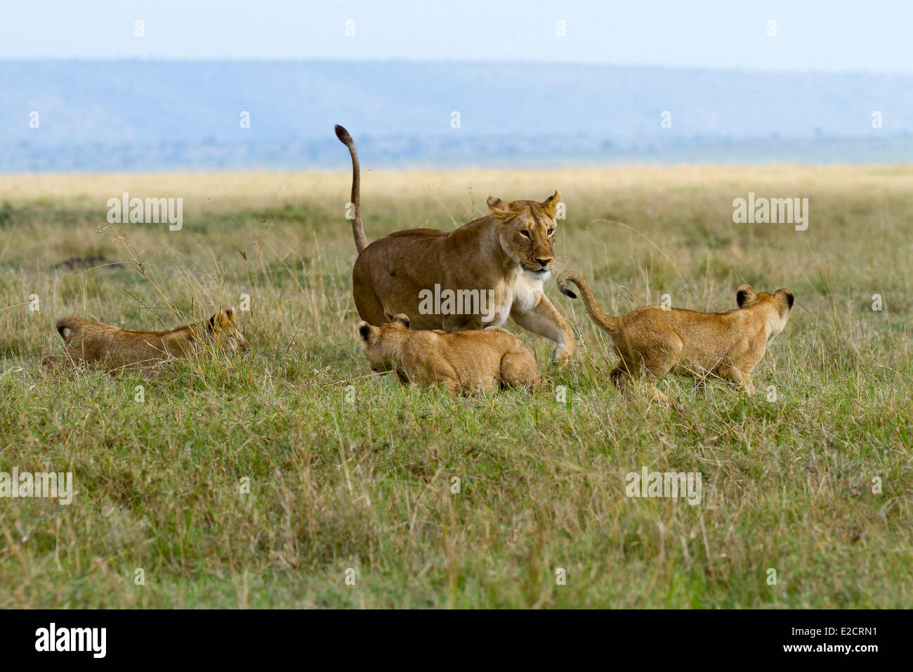 Kenya Masai Mara national reserve lion (Panthera leo) female and cub ...
