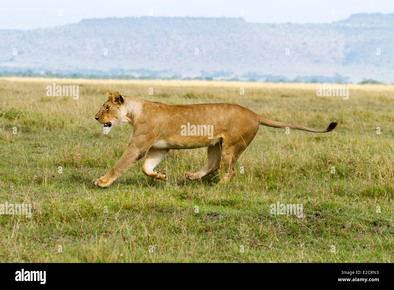 Kenya Masai Mara national reserve lion (Panthera leo) female Stock ...