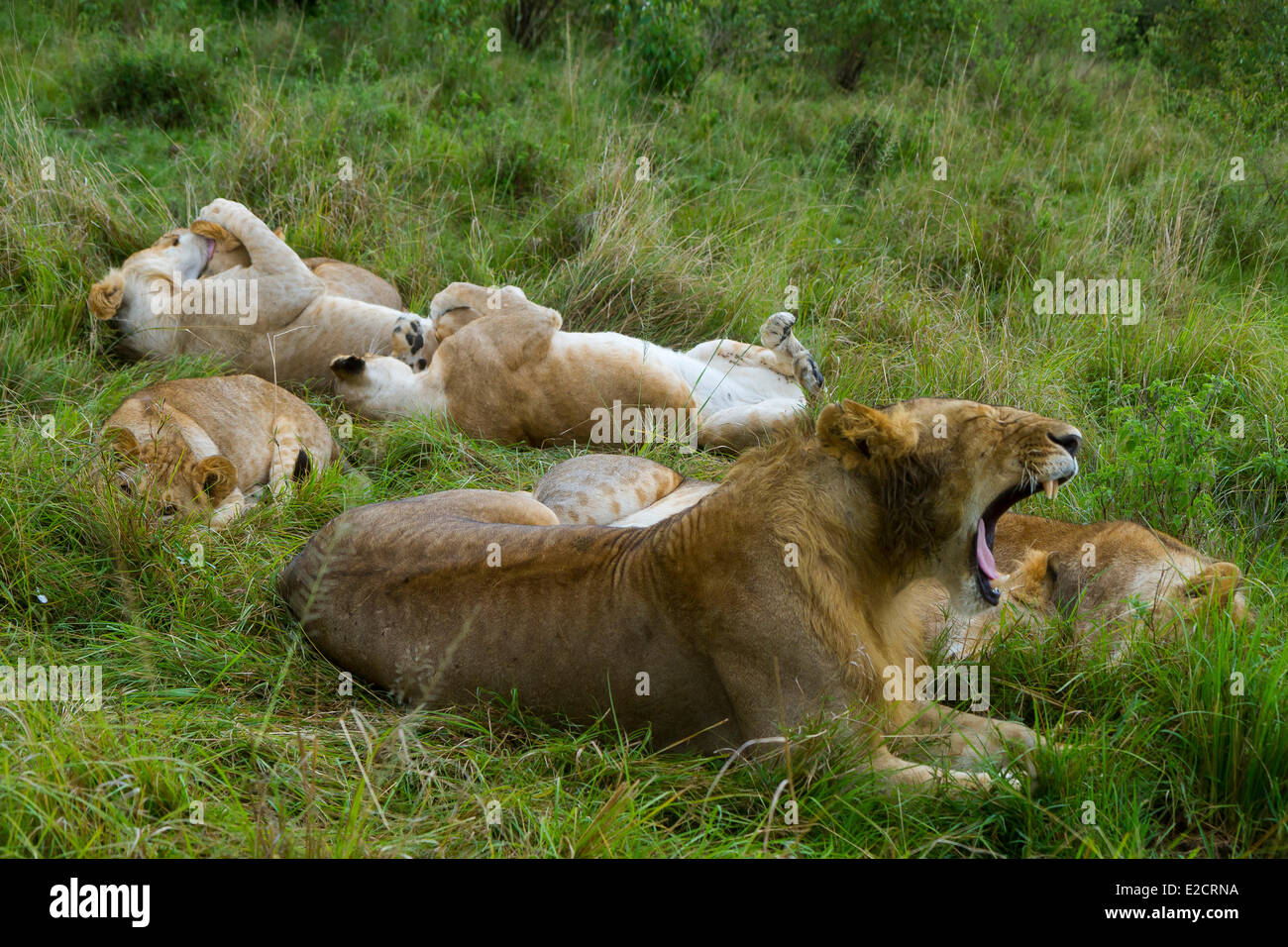 Kenya Masai Mara national reserve lion (Panthera leo) pride resting ...