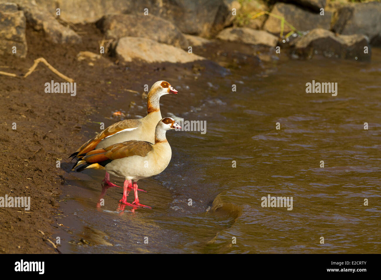 Kenya Masai Mara national reserve Egyptian Goose (Alopochen aegyptiacus