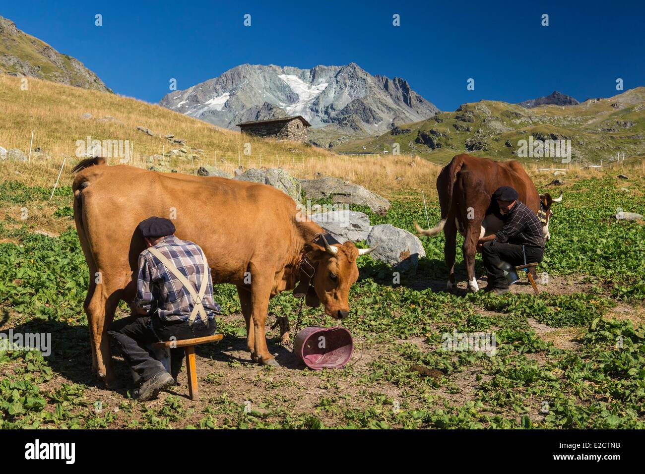France Savoie Les Menuires La Chasse farm and restaurant of Pepe Nicolas the cow milking with a view of the Aiguille de Peclet Stock Photo