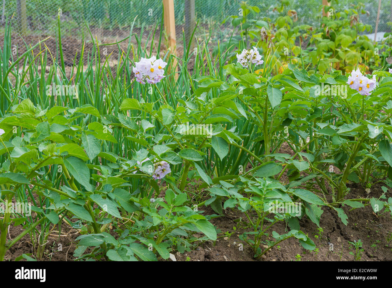 Flowering potato plants on an allotment Stock Photo Alamy