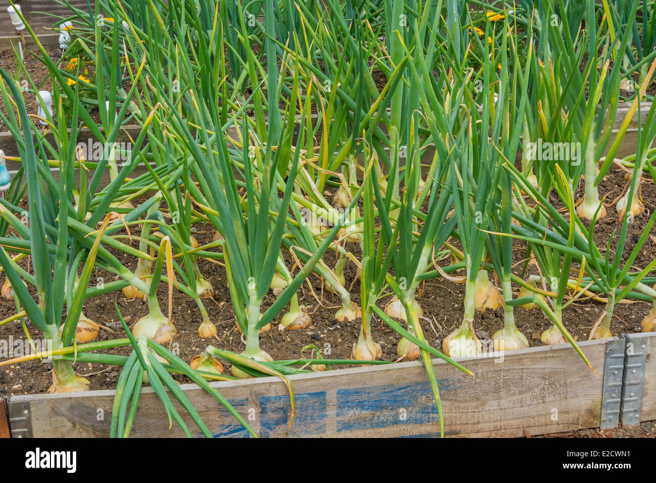 Allotment lifestyle hi-res stock photography and images - Alamy
