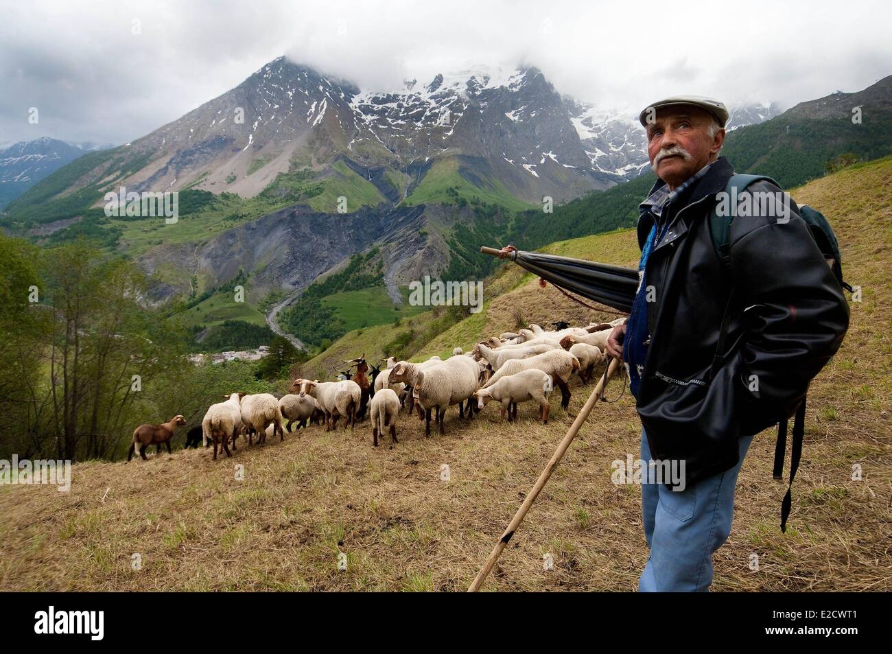 France Hautes Alpes Les Terrasses the shepherd Jean Louis Sionnet and his  flock opposite the Meije summit Stock Photo - Alamy