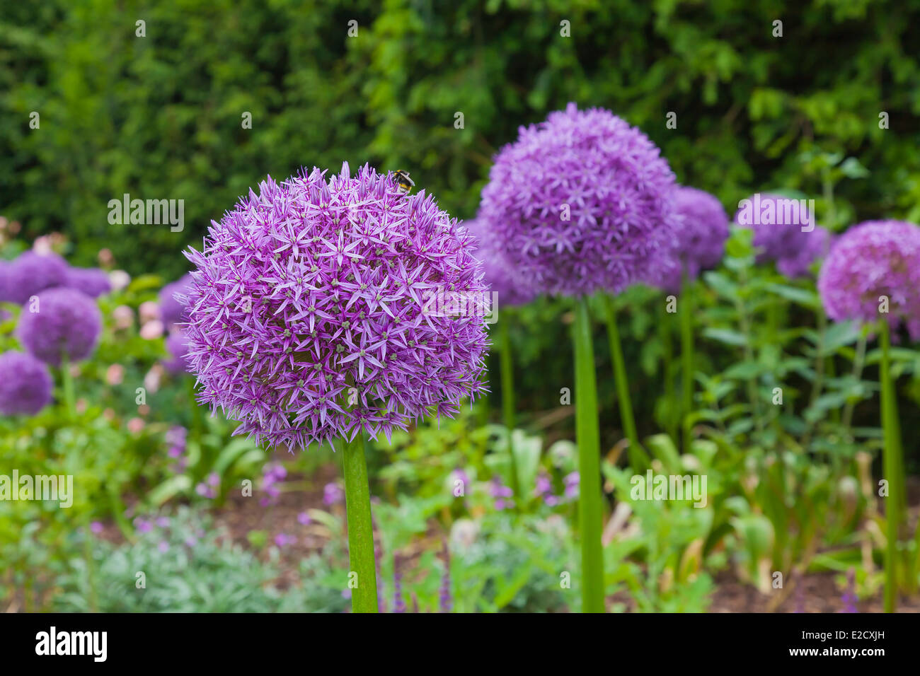 Purple aliums in flower border Stock Photo