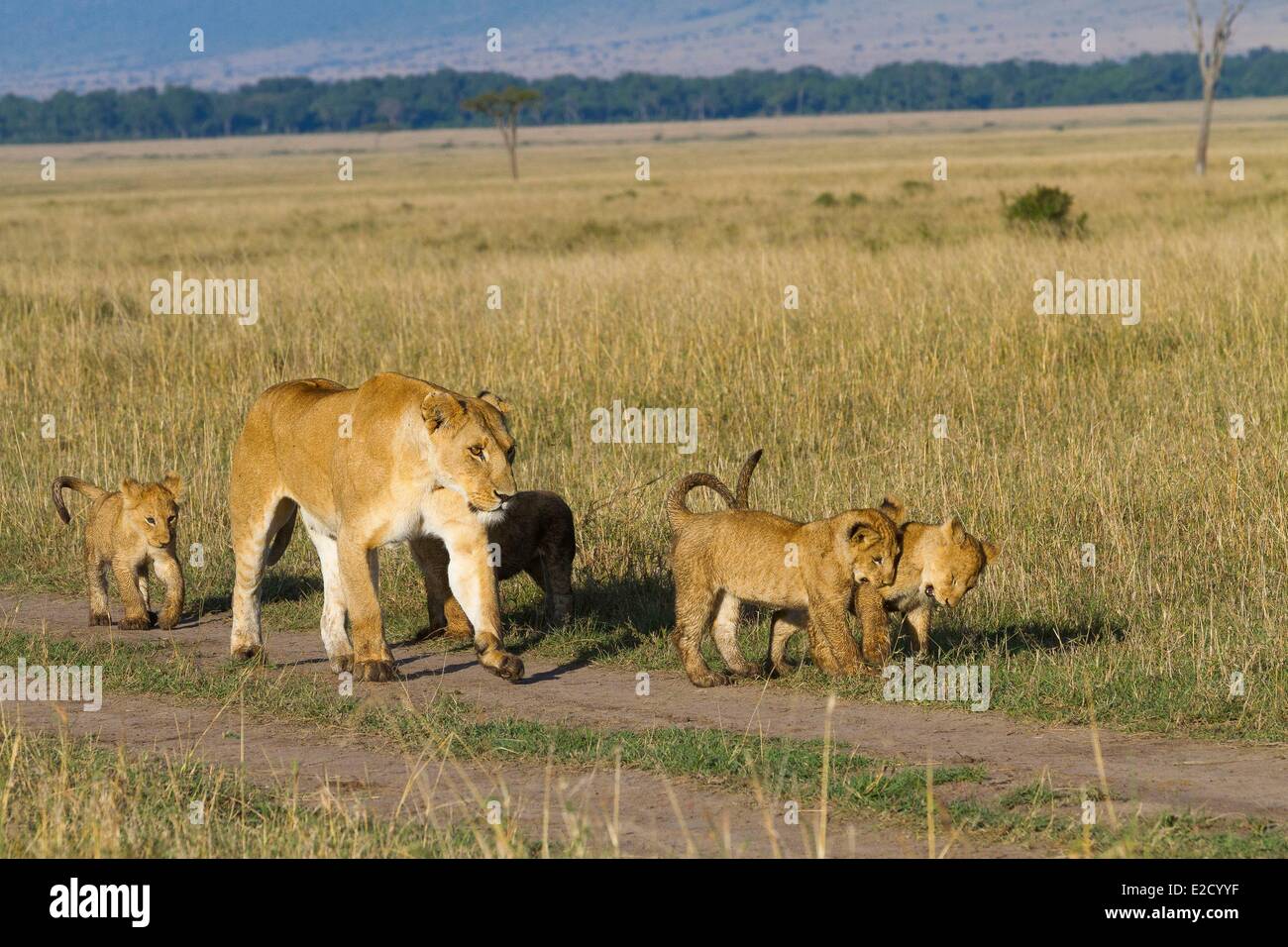 Kenya Masai-Mara game reserve lion (Panthera leo) females and cubs ...