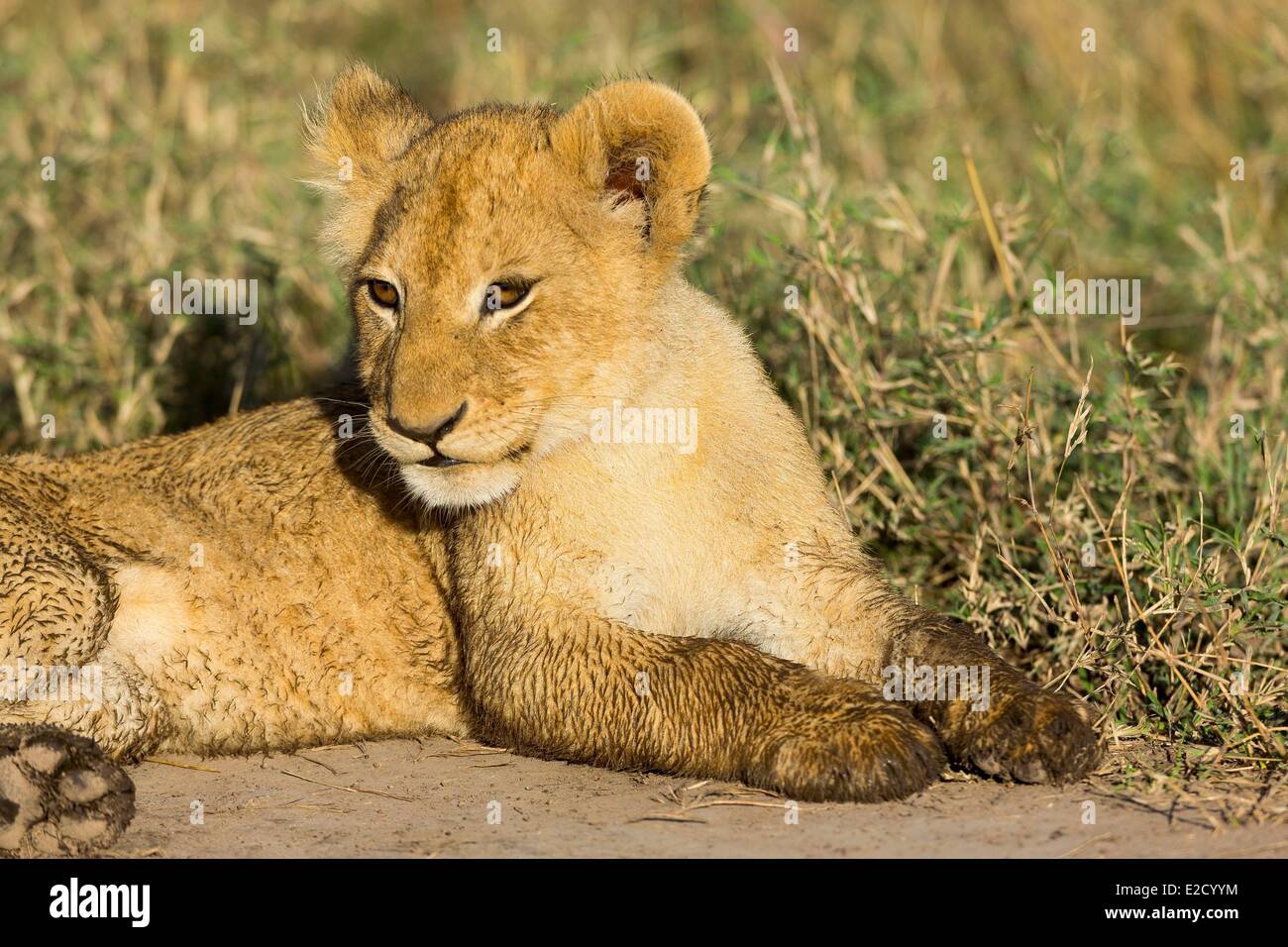 Kenya Masai-Mara game reserve lion (Panthera leo) cubs Stock Photo - Alamy