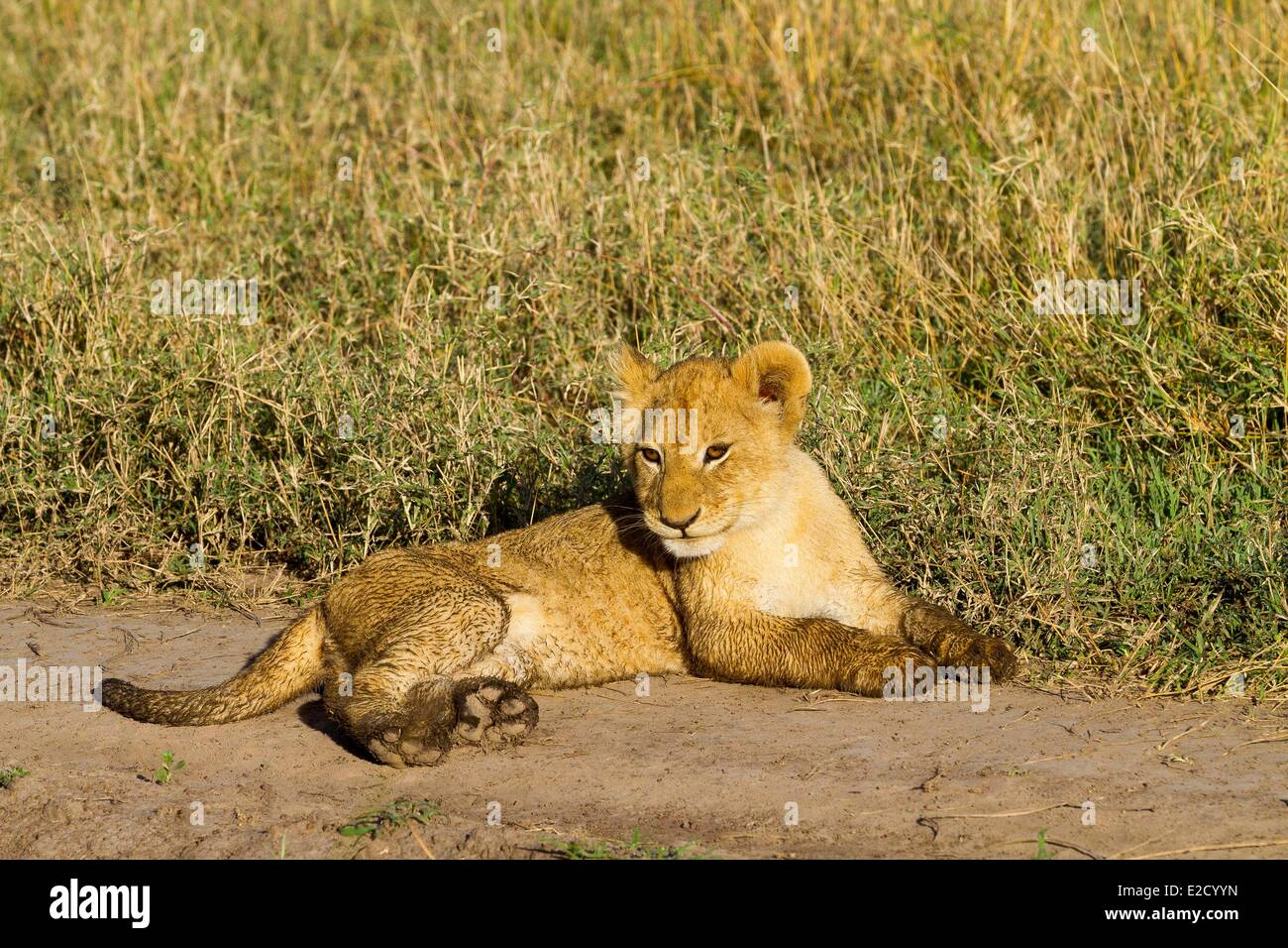 Kenya Masai-Mara game reserve lion (Panthera leo) cubs Stock Photo - Alamy