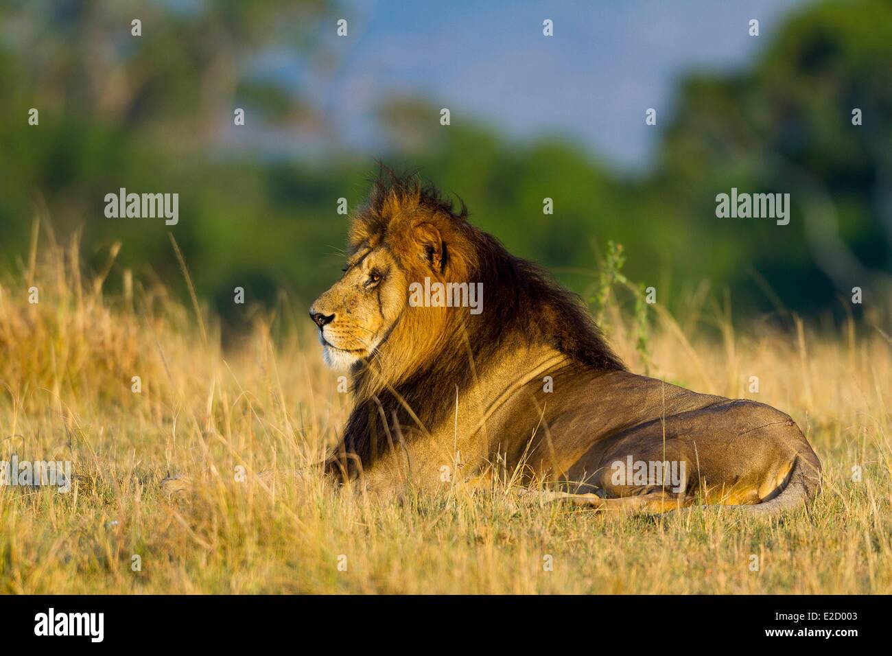 Kenya Masai-Mara game reserve lion (Panthera leo) male Stock Photo - Alamy