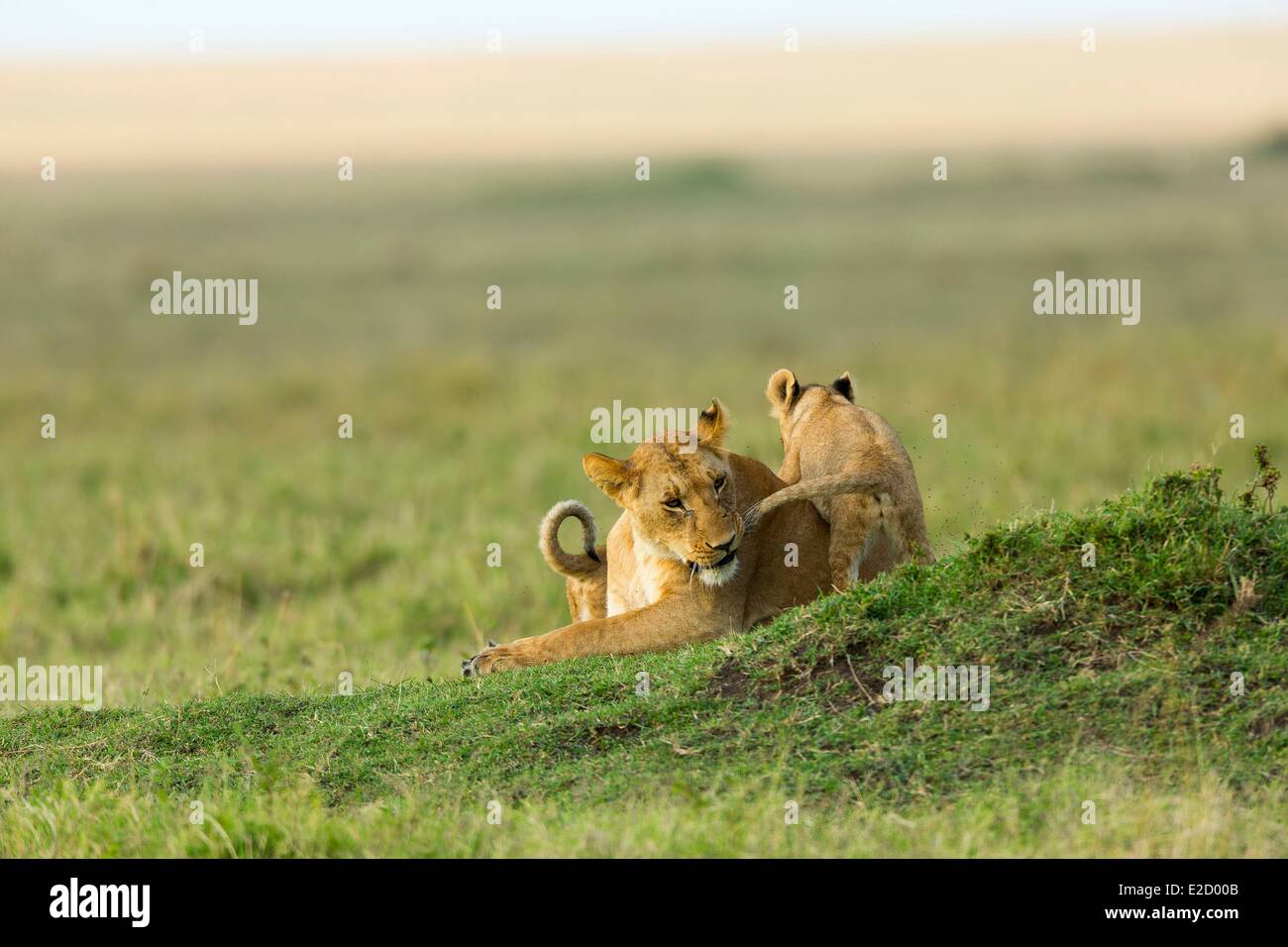Kenya Masai-Mara game reserve lion (Panthera leo) female and cub ...