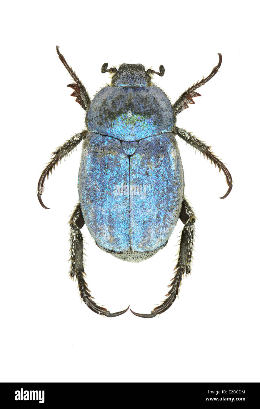 Coleoptera; Scarabeidae; Hoplia coerulea; Drury 1773 Stock Photo
