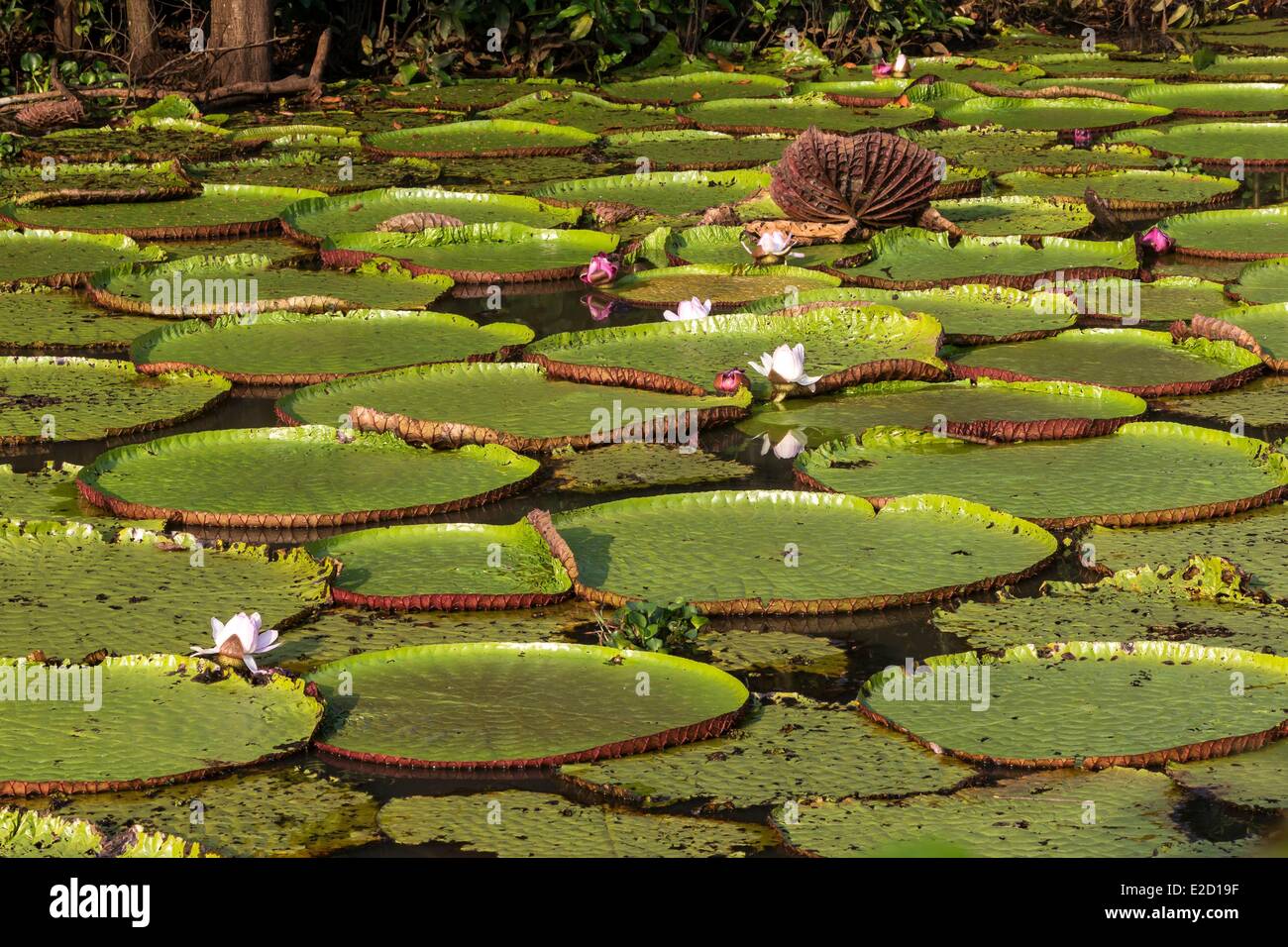 Victoria amazonica brasil hi-res stock photography and images - Alamy