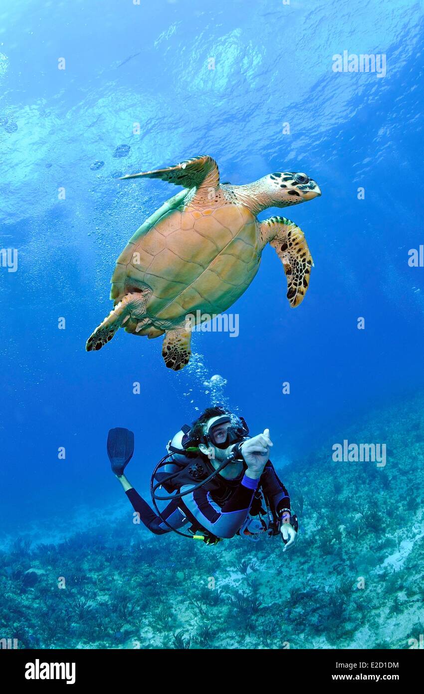 Shell Diver Turtle Mexico Caribbean sea diver and hawksbill turtle (Eretmochelys imbricata ...