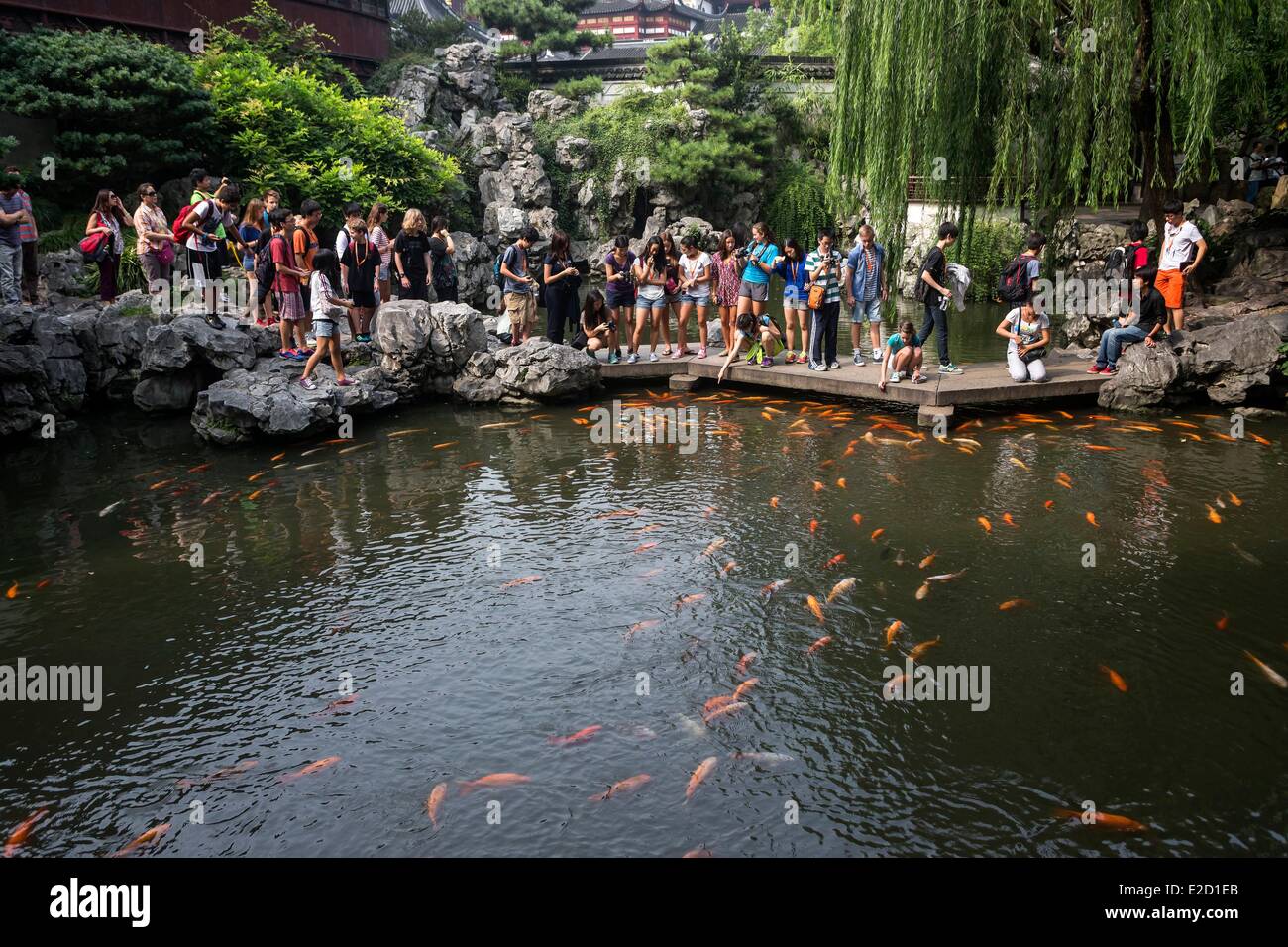 Chine Shanghai Yu Garden or Yuyuan Garden Koi Cyprinus carpio haematopterus person feeding and touching the fishes Stock Photo