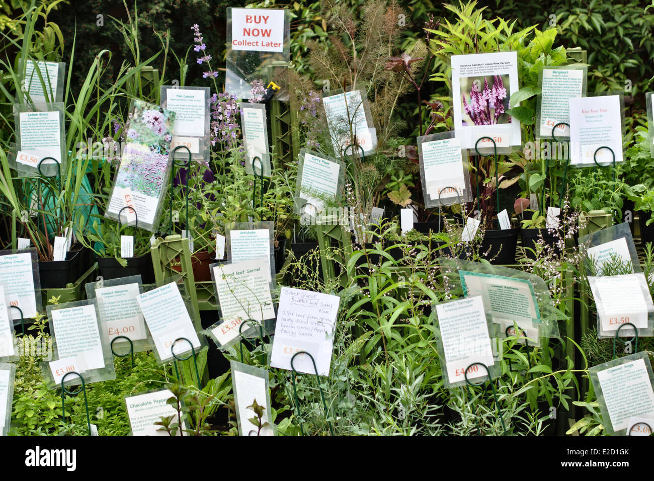 Garden herbs on sale at a plant fair, UK Stock Photo Alamy