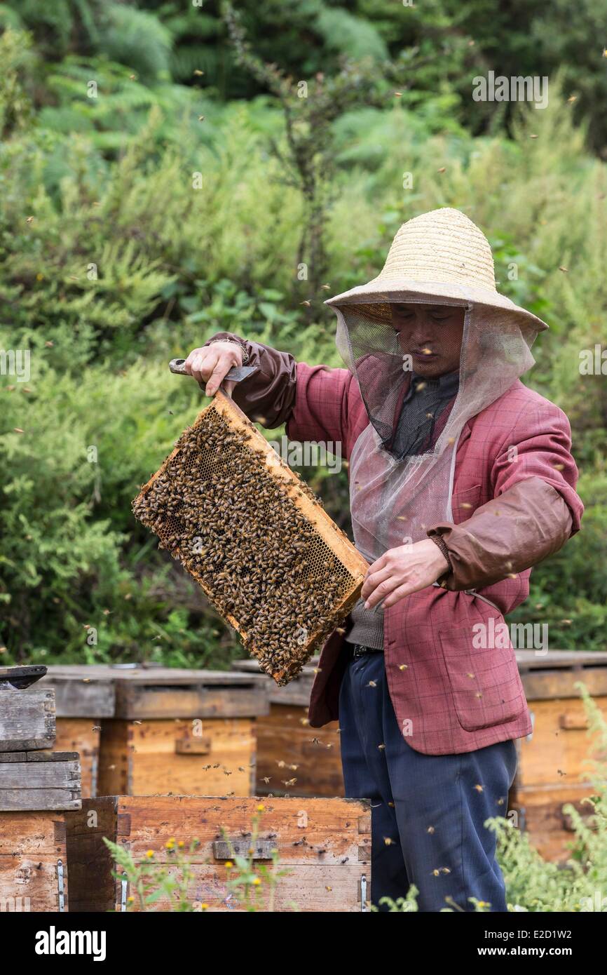 China Yunnan Province Dongchuan District Red lands Xiguadi beekeeper to the hives Stock Photo