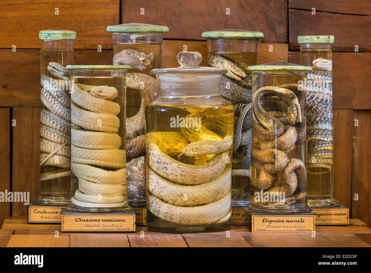 France Seine Maritime Rouen Museum of Natural History snakes in jars of formaldehyde Stock Photo