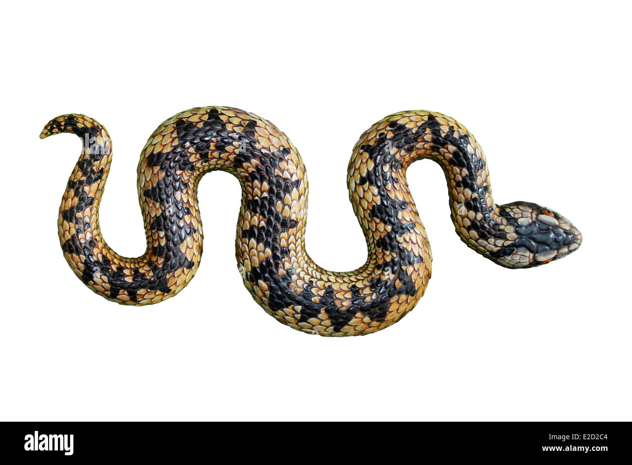 Model of A European Adder Vipera berus Stock Photo