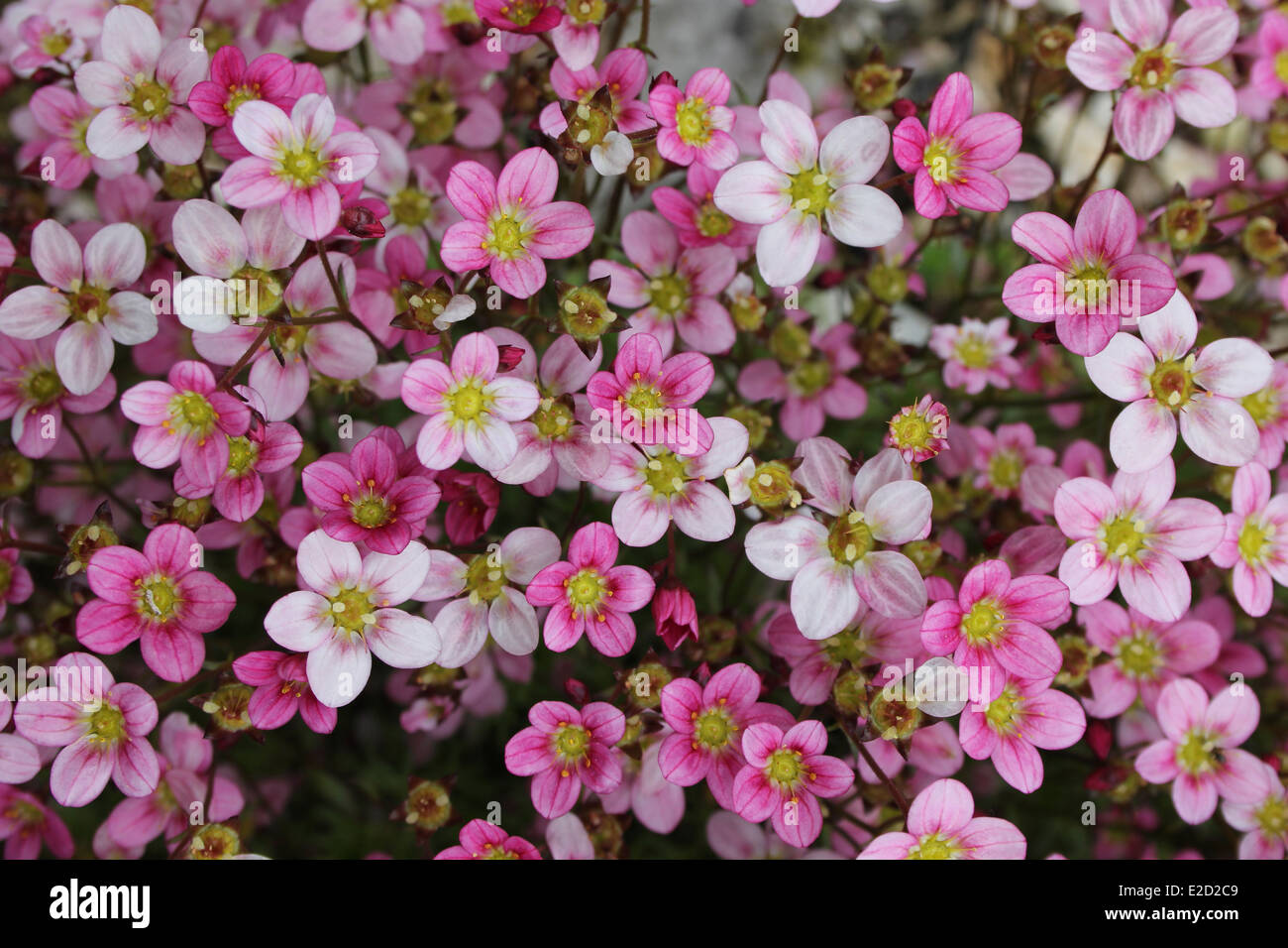 Pink Alpine Flowers Stock Photo